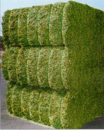 alfalfa paquetes
