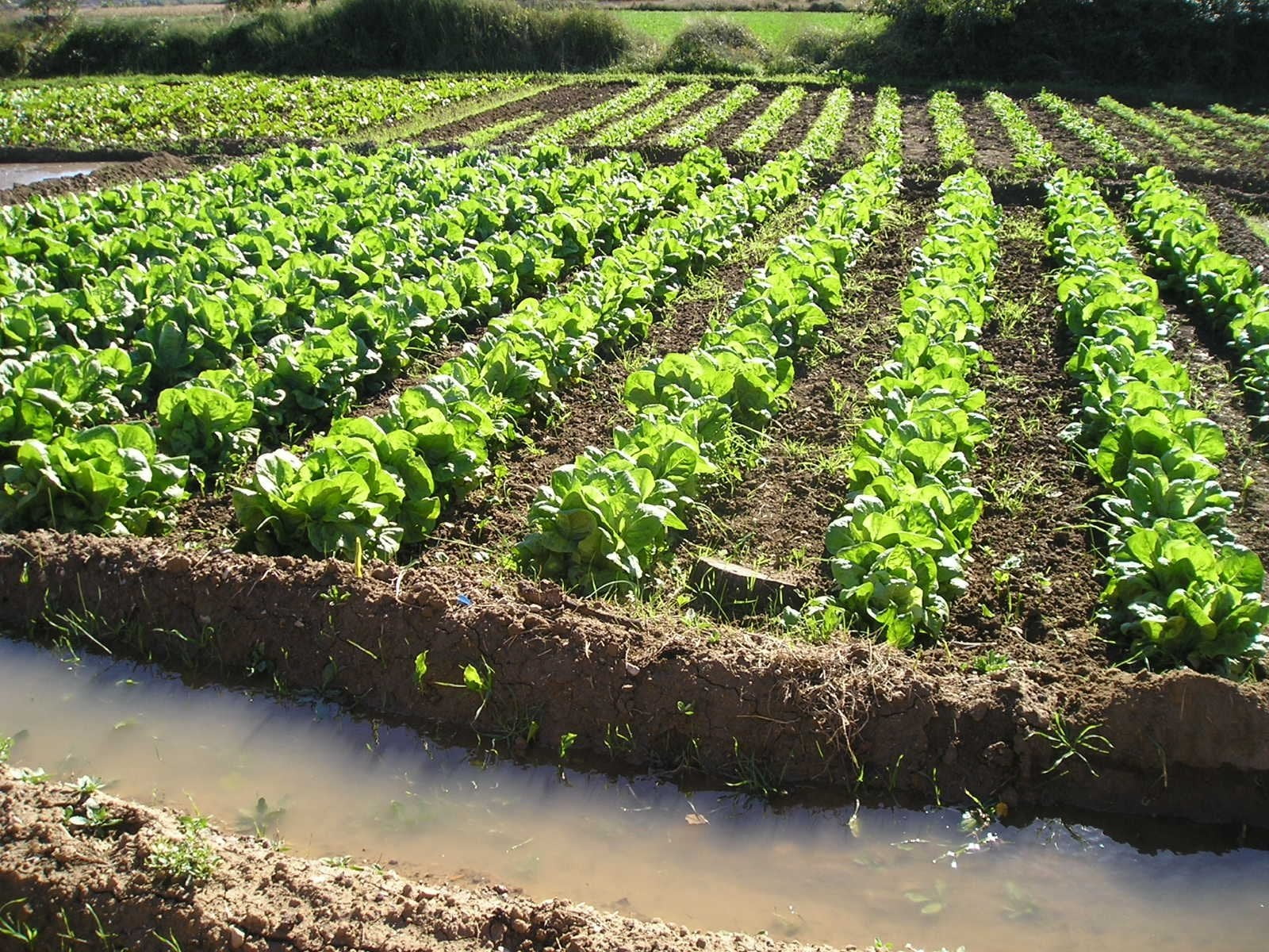 ayudas agricultura ecologica